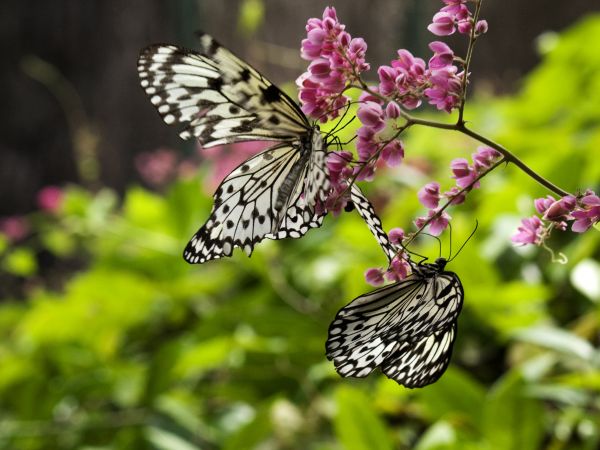 Butterflies